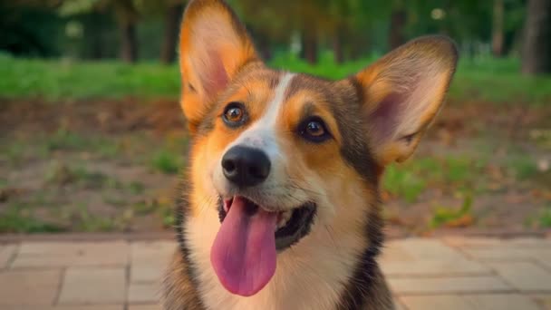 Primer plano retrato de lindo perro corgy mirando tranquilamente en la cámara que muestra su lengua en el parque verde . — Vídeos de Stock