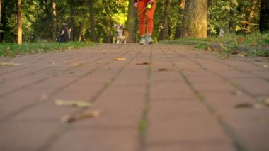 Corgy köpek tasmalı yeşil park kadın ile yürüyen açık resim kırpılmış