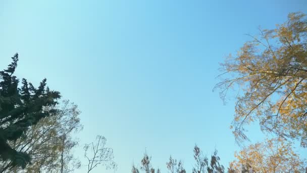 Dolly shot from bottom of trees slowly moving with camera on blue sky background. — Stock Video