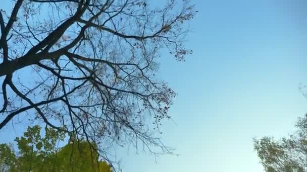 Dolly down top shot of trees slowly moving with camera on blue sky background. — Stock Video