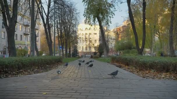 多利拍摄的城市建筑和秋天的公园慢慢地移动与相机 — 图库视频影像