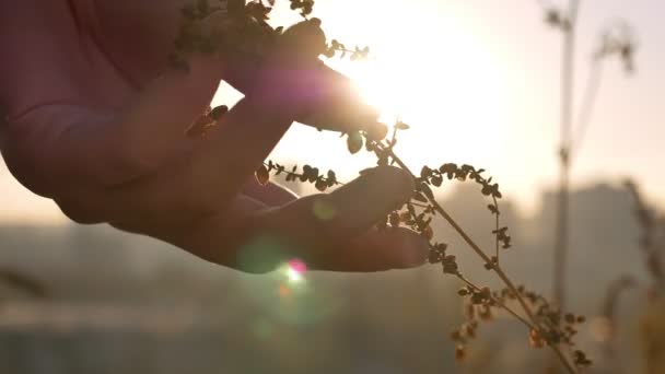 Close-up tiro de mão tocando suavemente a planta no campo com o sol brilhando brilhantemente no fundo — Vídeo de Stock