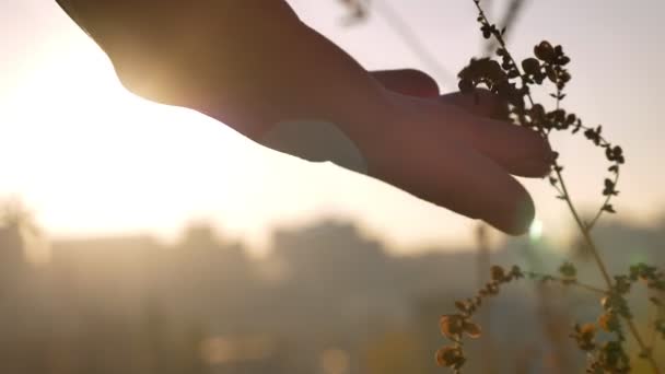 Closeup shoot of hand gently touching the plant in the field with the urban city on the background — Stockvideo