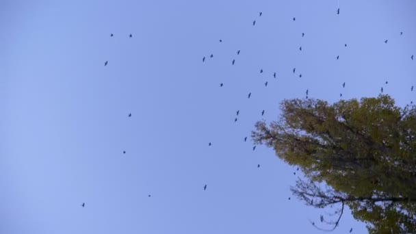Giù colpo superiore di alberi in movimento e uccelli su sfondo cielo blu . — Video Stock