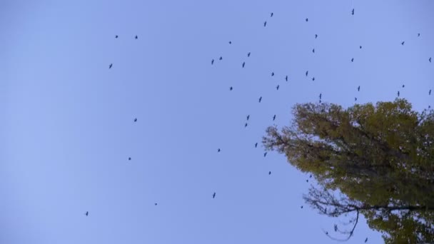 Abajo plano superior de árboles y pájaros en movimiento sobre fondo azul del cielo . — Vídeo de stock