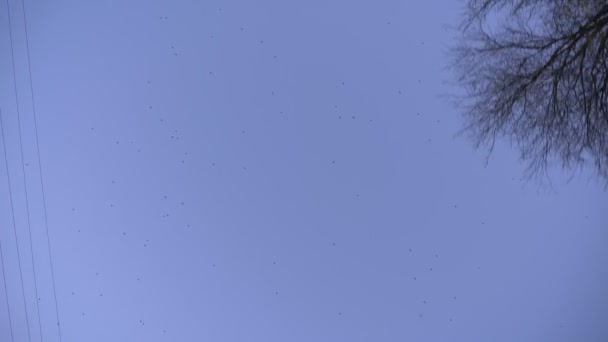 Down top shot of fastly flying birds on evening blue sky background. — Stock Video