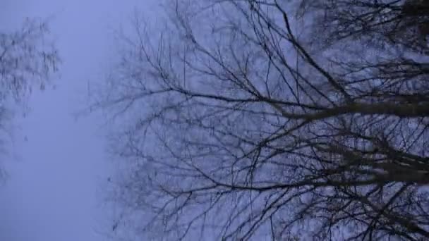 Down top shot of fastly moving trees and birds on blue sky background. — Stock Video