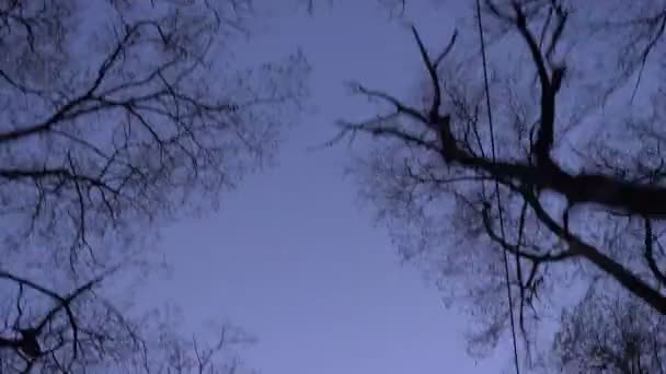 Down top shot of fastly moving trees and birds on evening blue sky background. — Stock Video