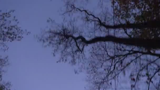 Down top shot of fastly moving trees and birds on late evening blue sky background. — Stock Video