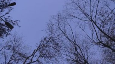 En iyi atış yavaş yavaş ağaçlar ve kuşlar günbatımı arka plan akşam üzerinde taşıma.