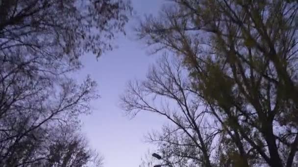 Down top shot of fastly moving trees and birds on evening sunset background. — Stock Video