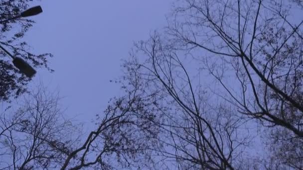 Down top shot of slowly moving trees and birds on evening sunset background. — Stock Video