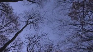 Ağaçlar günbatımı arka plan akşam üzerinde yavaşça in en iyi atış