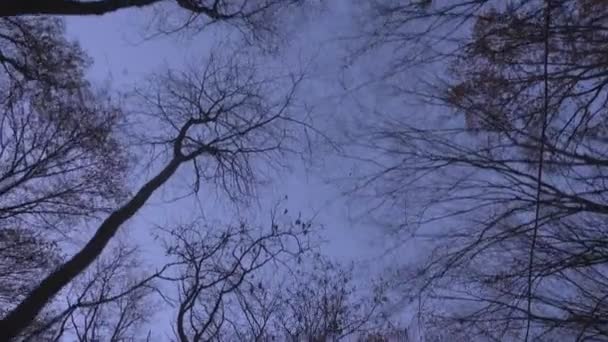 Plan Bas Des Arbres Déplaçant Lentement Sur Fond Coucher Soleil — Video