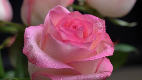屋外の庭でその花びらに水滴と美しいピンクのバラ植物のクローズ アップ撮影 — ストック動画