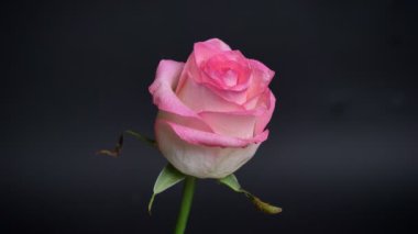 Karanlık izole arka plan ile olan yaprakları üzerinde ateş çarpıcı pembe gül yağmur damla