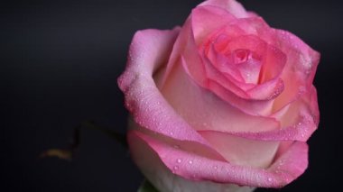 Titreyen, Closeup çekim güzel pembe gül yağmur ile olan yaprakları üzerinde karanlık izole arka plan damla.