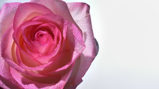 Brote de primer plano de rosa impresionante con gotas de lluvia en sus pétalos con el fondo aislado en blanco — Vídeos de Stock