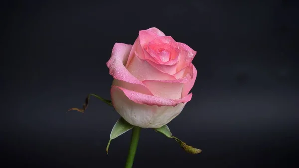 Closeup shoot of beautiful pink rose flower with tender petals with background isolated on black — Stock Photo, Image