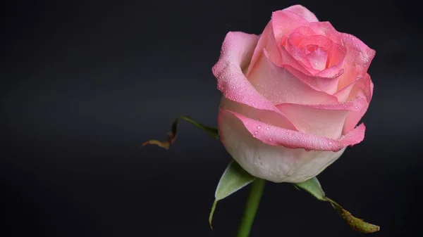 Zbliżenie zdjęciowej piękny różowy kwiat róży na białym na czarnym tle — Zdjęcie stockowe