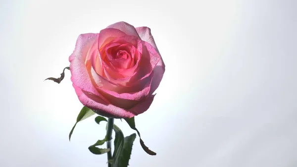 Zbliżenie zdjęciowej piękny różowy kwiat róży z tła na białym tle — Zdjęcie stockowe