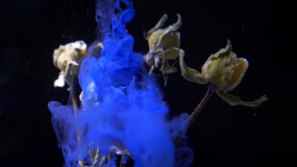 Rose secche in piedi sott'acqua e inchiostro di colore blu versando dall'alto con esplosione di fumo su sfondo nero . — Video Stock