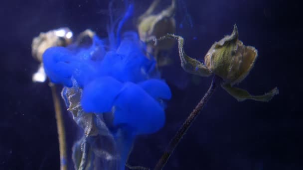 Roses séchées debout sous l'eau et encre de peinture de couleur bleue versant par le haut avec diffusion de fumée sur fond noir . — Video