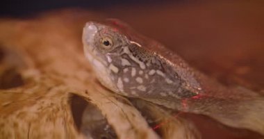 Su kaplumbağasının havuzdan sürünerek doğrudan ileri ye doğru izlediği yakın çekim.