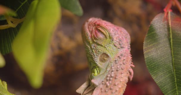 Close-up shot van groene leguaan open en sluit ogen worden kalm en vredig in terrarium. — Stockvideo