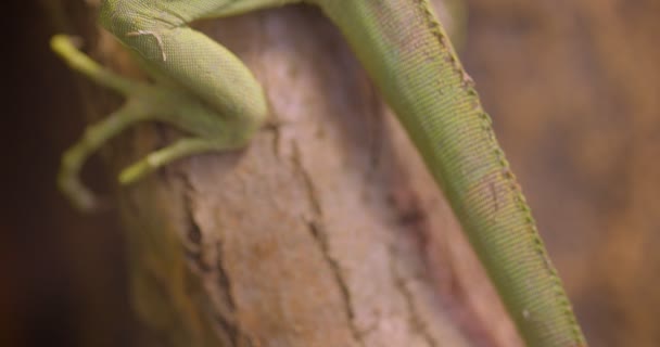 Glissez panorama photo de vert iguane ouvert et ferme les yeux étant calme et paisible assis sur le bâton dans la forêt tropicale . — Video