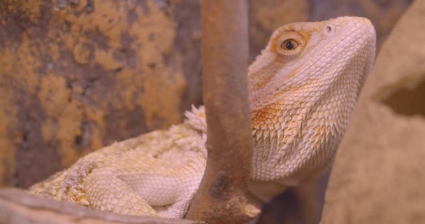 Närbild skott av vita albinos Iguana är lugn och fredlig i zoologiska terrarium. — Stockvideo