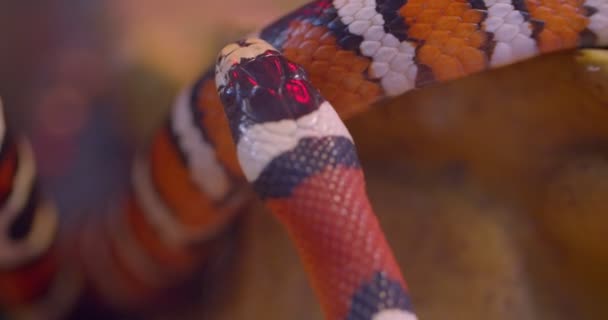 Close-up shot van Oranje gestreepte slang wervelende rond in terrarium. — Stockvideo