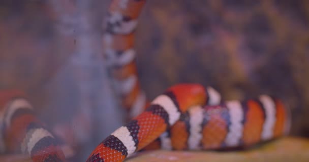 Close-up shot of orange striped snake crawling around in terrarium. — Stock Video