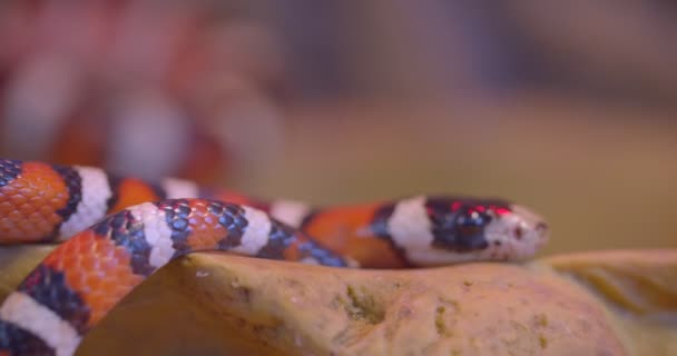 Close-up shot of orange striped snake crawling around in terrarium showing tongue. — Stock Video