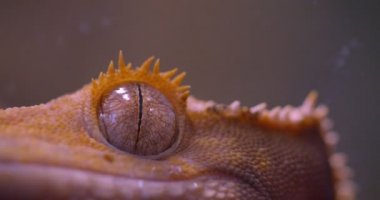 Teraryumda doğrudan ve barışçıl bir şekilde izleyen yeşil kurbağa gözünün yakın çekim çekimi.