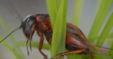 Beyaz arka plan üzerinde yeşil bitkiler arasında tarama profilinde çekirge yakın çekim.
