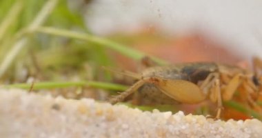 Beyaz arka plan üzerinde teraryum yeşil bitkiler arasında sürünen çekirgelerin yakın çekim.