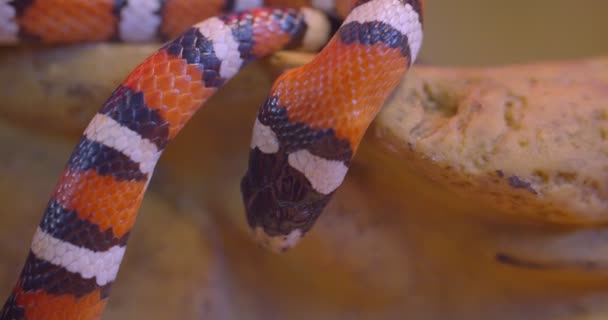 Närbild skott av orange randig orm kryper på stenen i terrarium visar tungan. — Stockvideo