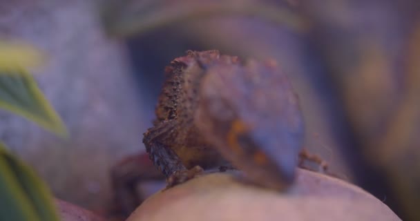 Gros plan de l'iguane brun avec les yeux fermés assis sur la pierre étant calme dans le terrarium .