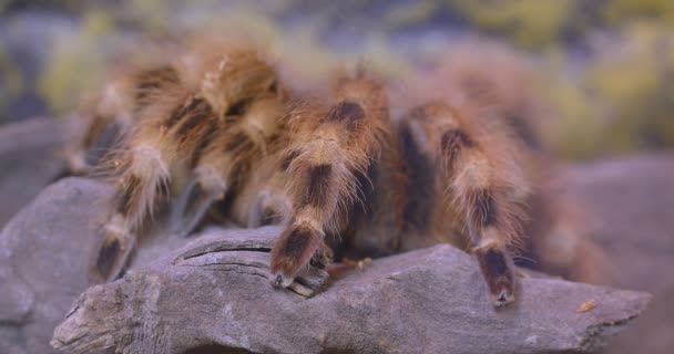 Close-up shot of spider sitting calmly on the stone in terrarium. — Stock Video