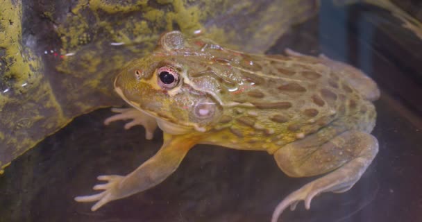 Close-up shot of green frog sitting in the pond calmly watching at the terrarium. — Stock Video