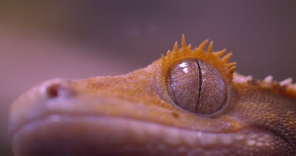 Blízký záběr zeleného žabího oka, které se přímo a pokojně dívá z akvária do kamery v terrariu. — Stock video