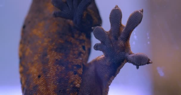 Close-up shot van de maag van groene kikker houden op het aquarium glas en ademen diep in het terrarium. — Stockvideo