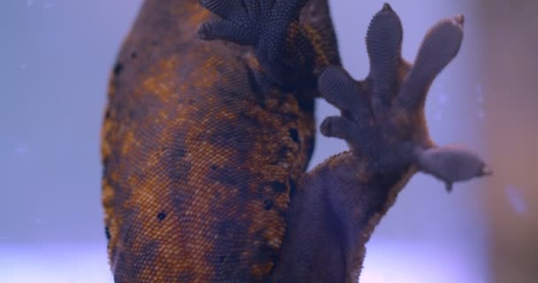 Close-up shot of green frog holding on aquarium glass calmly and breathing deeply in the terrarium. — Stock Video