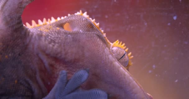 Close-up shot in profiel van groene kikker houden op aquarium glas kalm en diep adem in het terrarium. — Stockvideo