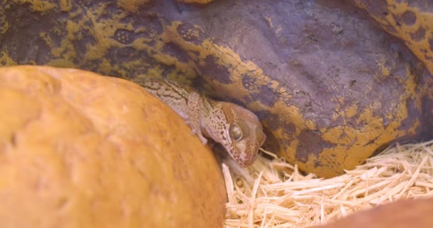 動物学のテラリウムで穏やかで平和である茶色の爬虫類のクローズアップショット. — ストック動画