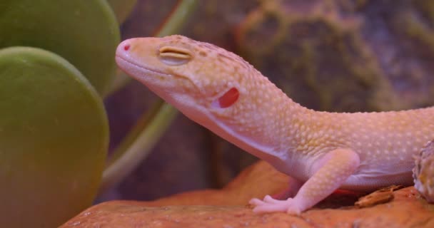 Close-up shot of white albinos iguana with closed eyes being calm in zoological terrarium moves slowly. — Stock Video