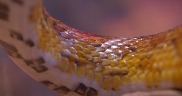 테라리움에서 흔들리는 녹색과 흰색 줄무늬 뱀 몸의 클로즈업 샷. — 비디오