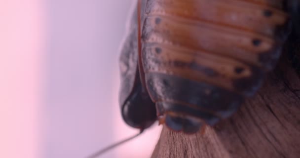 Крупный план слайд-снимка двух черных жуков, идущих по коре дерева и двигающих усами в террариуме . — стоковое видео