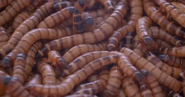Крупним планом знімок личинки мухи коричневого кольору або магмати, що спускаються в тераріумі . — стокове відео